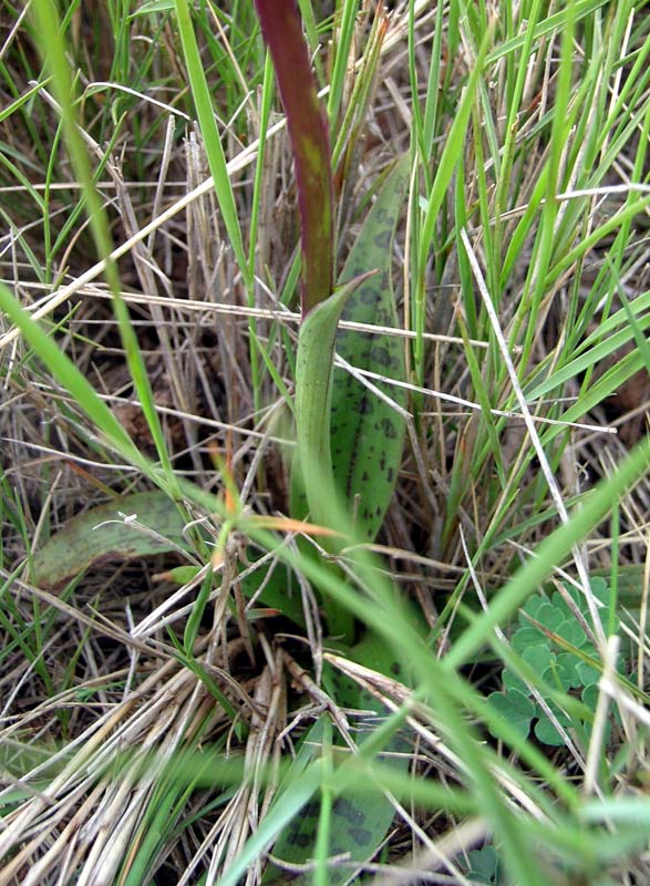 orchidee della Sierra de Guara (Spagna)